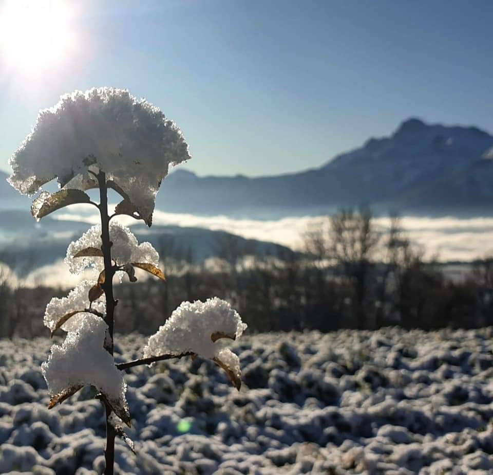fleur givrée- location Alpe d'huez Villard-reculas